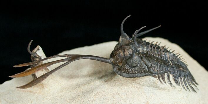 Bizarre Walliserops Trilobite - #4265